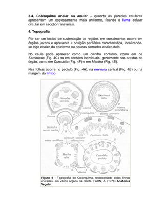 3.4. Colênquima anelar ou anular – quando as paredes celulares
apresentam um espessamento mais uniforme, ficando o lume celular
circular em secção transversal.

4. Topografia

Por ser um tecido de sustentação de regiões em crescimento, ocorre em
órgãos jovens e apresenta a posição periférica característica, localizando-
se logo abaixo da epiderme ou poucas camadas abaixo dela.

No caule pode aparecer como um cilindro contínuo, como em de
Sambucus (Fig. 4C) ou em cordões individuais, geralmente nas arestas do
órgão, como em Curcubita (Fig. 4F) e em Mentha (Fig. 4E).

Nas folhas ocorre no pecíolo (Fig. 4A), na nervura central (Fig. 4B) ou na
margem do limbo.




        Figura 4 - Topografia do Colênquima, representado pelas linhas
        cruzadas, em vários órgãos da planta. FAHN, A. (1978) Anatomia
        Vegetal.
 