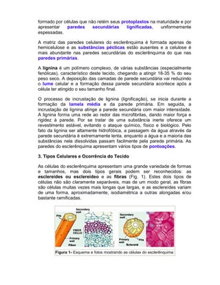 formado por células que não retém seus protoplastos na maturidade e por
apresentar   paredes      secundárias    lignificadas,  uniformemente
espessadas.

A matriz das paredes celulares do esclerênquima é formada apenas de
hemicelulose e as substâncias pécticas estão ausentes e a celulose é
mais abundante nas paredes secundárias do esclerênquima do que nas
paredes primárias.

A lignina é um polímero complexo, de várias substâncias (especialmente
fenólicas), característico deste tecido, chegando a atingir 18-35 % do seu
peso seco. A deposição das camadas de parede secundária vai reduzindo
o lume celular e a formação dessa parede secundária acontece após a
célula ter atingido o seu tamanho final.

O processo de incrustação de lignina (lignificação), se inicia durante a
formação da lamela média e da parede primária. Em seguida, a
incrustação de lignina atinge a parede secundária com maior intensidade.
A lignina forma uma rede ao redor das microfibrilas, dando maior força e
rigidez à parede. Por se tratar de uma substância inerte oferece um
revestimento estável, evitando o ataque químico, físico e biológico. Pelo
fato da lignina ser altamente hidrofóbica, a passagem da água através da
parede secundária é extremamente lenta, enquanto a água e a maioria das
substâncias nela dissolvidas passam facilmente pela parede primária. As
paredes do esclerênquima apresentam vários tipos de pontoações.

3. Tipos Celulares e Ocorrência do Tecido

As células do esclerênquima apresentam uma grande variedade de formas
e tamanhos, mas dois tipos gerais podem ser reconhecidos: as
esclereídes ou esclereídeo e as fibras (Fig. 1). Estes dois tipos de
células não são claramente separáveis, mas de um modo geral, as fibras
são células muitas vezes mais longas que largas, e as esclereídes variam
de uma forma, aproximadamente, isodiamétrica a outras alongadas e/ou
bastante ramificadas.




        Figura 1- Esquema e fotos mostrando as células do esclerênquima:
 