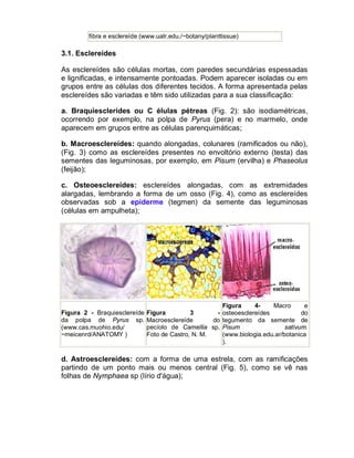 fibra e esclereíde (www.ualr.edu./~botany/planttissue)

3.1. Esclereídes

As esclereídes são células mortas, com paredes secundárias espessadas
e lignificadas, e intensamente pontoadas. Podem aparecer isoladas ou em
grupos entre as células dos diferentes tecidos. A forma apresentada pelas
esclereídes são variadas e têm sido utilizadas para a sua classificação:

a. Braquiesclerídes ou C élulas pétreas (Fig. 2): são isodiamétricas,
ocorrendo por exemplo, na polpa de Pyrus (pera) e no marmelo, onde
aparecem em grupos entre as células parenquimáticas;

b. Macroesclereídes: quando alongadas, colunares (ramificados ou não),
(Fig. 3) como as esclereídes presentes no envoltório externo (testa) das
sementes das leguminosas, por exemplo, em Pisum (ervilha) e Phaseolus
(feijão);

c. Osteoesclereídes: esclereídes alongadas, com as extremidades
alargadas, lembrando a forma de um osso (Fig. 4), como as esclereídes
observadas sob a epiderme (tegmen) da semente das leguminosas
(células em ampulheta);




                                                       Figura     4-    Macro       e
Figura 2 - Braquiesclereíde   Figura         3       - osteoesclereídes            do
da polpa de Pyrus sp.         Macroesclereíde       do tegumento da semente de
(www.cas.muohio.edu/          pecíolo de Camellia sp. Pisum                  sativum.
~meicenrd/ANATOMY )           Foto de Castro, N. M.    (www.biologia.edu.ar/botanica
                                                       ).

d. Astroesclereídes: com a forma de uma estrela, com as ramificações
partindo de um ponto mais ou menos central (Fig. 5), como se vê nas
folhas de Nymphaea sp (lírio d'água);
 