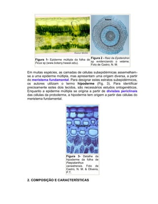 Figura 2 - Raiz de Epidendron
     Figura 1- Epiderme múltipla da folha de
                                             sp evidenciando o velame.
     Ficus sp (www.botany.hawaii.edu).
                                             Foto de Castro, N. M.

Em muitas espécies, as camadas de células subepidérmicas assemelham-
se a uma epiderme múltipla, mas apresentam uma origem diversa, a partir
do meristema fundamental. Para designar estes estratos subepidérmicos,
os autores utilizam o termo hipoderme (Fig. 3). Para identificar
precisamente estes dois tecidos, são necessários estudos ontogenéticos.
Enquanto a epiderme múltipla se origina a partir de divisões periclinais
das células da protoderme, a hipoderme tem origem a partir das células do
meristema fundamental.




                           Figura 3- Detalhe da
                           hipoderme da folha de
                           Paepalanthus
                           canastrensis. Foto de
                           Castro, N. M. & Oliveira,
                           P.T.

2. COMPOSIÇÃO E CARACTERÍSTICAS
 