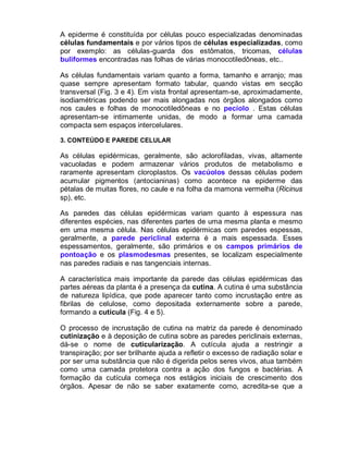 A epiderme é constituída por células pouco especializadas denominadas
células fundamentais e por vários tipos de células especializadas, como
por exemplo: as células-guarda dos estômatos, tricomas, células
buliformes encontradas nas folhas de várias monocotiledôneas, etc..

As células fundamentais variam quanto a forma, tamanho e arranjo; mas
quase sempre apresentam formato tabular, quando vistas em secção
transversal (Fig. 3 e 4). Em vista frontal apresentam-se, aproximadamente,
isodiamétricas podendo ser mais alongadas nos órgãos alongados como
nos caules e folhas de monocotiledôneas e no pecíolo . Estas células
apresentam-se intimamente unidas, de modo a formar uma camada
compacta sem espaços intercelulares.

3. CONTEÚDO E PAREDE CELULAR

As células epidérmicas, geralmente, são aclorofiladas, vivas, altamente
vacuoladas e podem armazenar vários produtos de metabolismo e
raramente apresentam cloroplastos. Os vacúolos dessas células podem
acumular pigmentos (antocianinas) como acontece na epiderme das
pétalas de muitas flores, no caule e na folha da mamona vermelha (Ricinus
sp), etc.

As paredes das células epidérmicas variam quanto à espessura nas
diferentes espécies, nas diferentes partes de uma mesma planta e mesmo
em uma mesma célula. Nas células epidérmicas com paredes espessas,
geralmente, a parede periclinal externa é a mais espessada. Esses
espessamentos, geralmente, são primários e os campos primários de
pontoação e os plasmodesmas presentes, se localizam especialmente
nas paredes radiais e nas tangenciais internas.

A característica mais importante da parede das células epidérmicas das
partes aéreas da planta é a presença da cutina. A cutina é uma substância
de natureza lipídica, que pode aparecer tanto como incrustação entre as
fibrilas de celulose, como depositada externamente sobre a parede,
formando a cutícula (Fig. 4 e 5).

O processo de incrustação de cutina na matriz da parede é denominado
cutinização e à deposição de cutina sobre as paredes periclinais externas,
dá-se o nome de cuticularização. A cutícula ajuda a restringir a
transpiração; por ser brilhante ajuda a refletir o excesso de radiação solar e
por ser uma substância que não é digerida pelos seres vivos, atua também
como uma camada protetora contra a ação dos fungos e bactérias. A
formação da cutícula começa nos estágios iniciais de crescimento dos
órgãos. Apesar de não se saber exatamente como, acredita-se que a
 