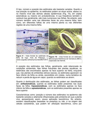O tipo, número e posição dos estômatos são bastante variados. Quanto a
sua posição na epiderme, os estômatos podem se situar acima, abaixo ou
no mesmo nível das demais células epidérmicas (Fig. 10), em criptas
estomáticas ou mesmo em protuberâncias. A sua freqüência também é
variável mas geralmente, são mais numerosos nas folhas. No entanto, este
número também varia nas diferentes faces de uma mesma folha, bem
como, em diferentes folhas de uma mesma planta ou nas diferentes
regiões de uma mesma folha.




Figura 9 - Vista frontal do estômato da
                                        Figura 10 - Vista frontal de um estômato.
folha de trigo. Foto de Peterson, L.
                                        Microscopia Eletrônica de Varredura (MEV).
(www.uoguelp.ca/boany/courses/BOT3410
                                        Capturado da internet.
)

A posição dos estômatos nas folhas, geralmente, está relacionada às
condições ambientais. Nas folhas flutuantes das plantas aquáticas, os
estômatos são encontrados apenas na face superior da folha, enquanto
que, nas plantas de ambientes xéricos (secos), os estômatos aparecem na
face inferior da folha ou ainda, escondidos em criptas, numa tentativa de
reduzir a perda de água em vapor, quando os estômatos se abrem.

Quanto à distribuição dos estômatos, as folhas podem ser classificadas
em: anfiestomáticas, quando os estômatos estão presentes nas duas
faces da folha; hipoestomáticas, com os estômatos apenas na face
inferior da folha e epiestomáticas, com os estômatos presentes apenas na
face superior.

Características como: posição e número dos estômatos na epiderme são
bastante variados e altamente influenciadas pelo ambiente em que a planta
vive, apresentando assim, pouca aplicação taxonômica. No entanto,
existem classificações baseadas na presença ou não, e na origem das
células subsidiárias, que podem ter utilização taxonômica, como por
 