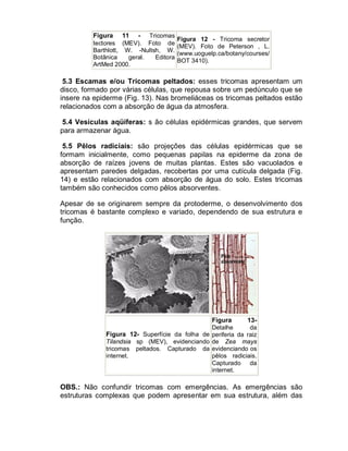 Figura 11 - Tricomas
                                       Figura 12 - Tricoma secretor
         tectores (MEV). Foto de
                                       (MEV). Foto de Peterson , L.
         Barthlott, W. -Nultsh, W.
                                       (www.uoguelp.ca/botany/courses/
         Botânica    geral.  Editora
                                       BOT 3410).
         ArtMed 2000.

 5.3 Escamas e/ou Tricomas peltados: esses tricomas apresentam um
disco, formado por várias células, que repousa sobre um pedúnculo que se
insere na epiderme (Fig. 13). Nas bromeliáceas os tricomas peltados estão
relacionados com a absorção de água da atmosfera.

 5.4 Vesículas aqüíferas: s ão células epidérmicas grandes, que servem
para armazenar água.

 5.5 Pêlos radiciais: são projeções das células epidérmicas que se
formam inicialmente, como pequenas papilas na epiderme da zona de
absorção de raízes jovens de muitas plantas. Estes são vacuolados e
apresentam paredes delgadas, recobertas por uma cutícula delgada (Fig.
14) e estão relacionados com absorção de água do solo. Estes tricomas
também são conhecidos como pêlos absorventes.

Apesar de se originarem sempre da protoderme, o desenvolvimento dos
tricomas é bastante complexo e variado, dependendo de sua estrutura e
função.




                                               Figura       13-
                                               Detalhe       da
             Figura 12- Superfície da folha de periferia da raiz
             Tilandsia sp (MEV), evidenciando de Zea mays
             tricomas peltados. Capturado da evidenciando os
             internet.                         pêlos radiciais.
                                               Capturado da
                                               internet.

OBS.: Não confundir tricomas com emergências. As emergências são
estruturas complexas que podem apresentar em sua estrutura, além das
 