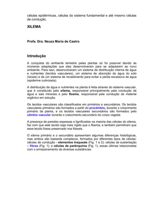 células epidérmicas, células do sistema fundamental e até mesmo células
de condução.

XILEMA



Profa. Dra. Neuza Maria de Castro



Introdução
A conquista do ambiente terrestre pelas plantas só foi possível devido às
inúmeras adaptações que elas desenvolveram para se adaptarem ao novo
ambiente. Para isso, desenvolveram um sistema de distribuição interna de água
e nutrientes (tecidos vasculares), um sistema de absorção da água do solo
(raízes) e de um sistema de revestimento para evitar a perda excessiva de água
(epiderme cutinizada).

A distribuição de água e nutrientes na planta é feita através do sistema vascular,
que é constituído pelo xilema, responsável principalmente pela condução de
água e sais minerais e pelo floema, responsável pela condução de material
orgânico em solução.

Os tecidos vasculares são classificados em primários e secundários. Os tecidos
vasculares primários são formados a partir do procâmbio, durante o crescimento
primário da planta, e os tecidos vasculares secundários são formados pelo
câmbio vascular durante o crescimento secundário do corpo vegetal.

A presença de paredes espessas e lignificadas na maioria das células do xilema,
faz com que este tecido seja mais rígido que o floema, e também permitiram que
esse tecido fosse preservado nos fósseis.

O xilema primário e o secundário apresentam algumas diferenças histológicas,
mas ambos são bastante complexos, formados por diferentes tipos de células:
células de condução - elementos traqueais (Fig. 1 e 2); células de sustentação
– fibras (Fig. 1); e células de parênquima (Fig. 1), essas últimas relacionadas
com o armazenamento de diversas substâncias.
 