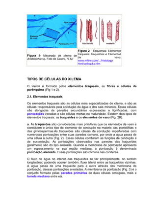 Figura 2 - Esquemas: Elementos
                                       traqueais: traqueídes e Elementos
Figura 1- Macerado de xilema de
                                       de                          vaso.
Aristolochia sp. Foto de Castro, N. M.
                                       www.mhhe.com/.../histology/
                                       html/cellwp&s.htm




TIPOS DE CÉLULAS DO XILEMA
O xilema é formado pelos elementos traqueais, as fibras e células de
parênquima (Fig 1 e 2).

2.1. Elementos traqueais

Os elementos traqueais são as células mais especializadas do xilema, e são as
células responsáveis pela condução da água e dos sais minerais. Essas células
são alongadas de paredes secundárias espessadas e lignificadas, com
pontoações variadas e são células mortas na maturidade. Existem dois tipos de
elementos traqueais: as traqueídes e os elementos de vaso (Fig. 2B).

a. As traqueídes são consideradas mais primitivas que os elementos de vaso e
constituem o único tipo de elemento de condução na maioria das pteridófitas e
das gimnospermas.As traqueídes são células de condução imperfuradas com
numerosas pontoações entre suas paredes comuns, por onde a água passa de
uma célula à outra (Fig. 2). Essas células combinam as funções de condução e
de sustentação. As pontoações observadas nas paredes das traqueídes
geralmente são do tipo areolada. Quando a membrana de pontoação apresenta
um espessamento na sua região mediana, a pontoação é denominada
pontoação areolada. Essas pontoações são comuns nas coníferas.

O fluxo de água no interior das traqueídes se faz principalmente, no sentido
longitudinal, podendo ocorrer também, fluxo lateral entre as traqueídes vizinhas.
A água passa de uma traqueíde para a outra através das membrana de
pontoação, dessas pontoações areoladas. A membrana da pontoação (Fig. 3) é o
conjunto formado pelas paredes primárias de duas células contíguas, mais a
lamela mediana entre ela.
 