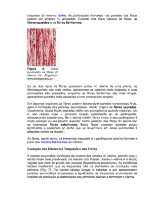 traqueais do mesmo lenho. As pontoações formadas nas paredes das fibras
podem ser simples ou areoladas. Existem dois tipos básicos de fibras: as
fibrotraqueides e as fibras libriformes.




Figura     6-     Corte
mostrando as fibras do
xilema de Zingonium.
www.biologia.edu.ar

Se os dois tipos de fibras aparecem juntas no xilema de uma planta, as
fibrotraqueídes são mais curtas, apresentam as paredes mais delgadas e suas
pontoações são areoladas, enquanto as fibras libriformes são mais longas,
apresentam paredes mais espessas e com pontoações simples.

Em algumas espécies as fibras podem desenvolver paredes transversais finas,
após a formação das paredes secundárias, dando origem às fibras septadas.
Usualmente, essas fibras septadas retêm seu protoplasma quando maduras, isto
é, são células vivas e possuem função semelhante ao do parênquima,
armazenando substâncias. Se o xilema matêm fibras vivas, o seu parênquima é
muito escasso ou até mesmo ausente. Outra variação das fibras do xilema são
as chamadas fibras gelatinosas. Estas fibras possuem paredes pouco
lignificadas e aparecem no lenho que se desenvolve em áreas submetidas à
pressões (lenho de reação).

As fibras, assim como, os elementos traqueais e o parênquima axial se formam a
partir das iniciais fusiformes do câmbio.

Evolução dos Elementos Traqueais e das Fibras

A parede secundária lignificada da maioria das células do xilema, permitiu que o
tecido fosse bem preservado na maioria dos fósseis. Assim o xilema é o tecido
vegetal que mais se presta aos estudos filogenéticos (evolutivos). As evidências
fósseis mostraram que as traqueídes são os elementos de condução mais
primitivo (Fig. 7). Por serem células longas e estreitas e por apresentarem
paredes secundárias espessadas e lignificadas, as traqueídes acumulavam as
funções de condução e sustentação nas primeiras plantas a formarem o xilema.
 