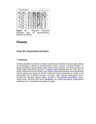 Figura 10 - Esquema mostrando
diferentes tipos de espessamentos.
Retirado da internet.



Floema


Profa. Dra. Neuza Maria de Castro



1. Introdução

O floema também é um tecido complexo constituído por elementos de condução, células
de sustentação e células de armazenamento. Como o xilema, o floema primário e o
floema secundário, são formados pelos mesmos tipos celulares. No floema primário as
células estão organizadas apenas no sistema axial (paralelamente ao maior eixo do
órgão). Pelo fato de ser um tecido cujas células apresentam paredes menos lignificadas
que as paredes das células do xilema, o floema é menos perscistente e, devido à sua
proximidade com a periferia da raiz e do caule, sofre maiores modificações com o
aumento em diâmetro desses órgãos, durante o crescimento secundário, sendo,
muitas vezes, removido junto com a periderme. Já o xilema permanece, praticamente,
inalterado com o crescimento secundário do órgão.
 