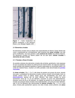 Figura 1 - Corte longitudinal do
floema mostrando a sua estrutura.
Raven, et al. Biologia Vegetal, 2001.

2.1 Elementos crivados

Os elementos crivados são as células mais especializadas do floema. Essas células são
vivas e caracterizam-se, principalmente, pela presença das áreas crivadas, que são
poros modificados, nas suas paredes e pela ausência de núcleo nas células maduras.
Os elementos crivados do floema podem ser de dois tipos: células crivadas e
elementos de tubo crivado.

2.1.1 Paredes e Áreas Crivadas

As paredes celulares dos elementos crivados são primárias, geralmente, mais espessas
do que as paredes das células do parênquima do mesmo tecido. Em algumas espécies,
essas paredes são bastante espessas e quando observadas ao microscópio óptico, em
cortes de material fresco, mostram um brilho perolado e são denominadas de paredes
nacaradas.

As áreas crivadas ( Fig. 1, 2 e 3 ) são áreas da parede com grupos de poros, através
dos quais, o protoplasto de elementos crivados vizinhos mantem comunicação, tanto no
sentido vertical como no lateral. Esses poros são semelhantes aos poros dos
plasmodesmos, apenas são de maior diâmetro. Nas áreas crivadas os poros
apresentam cerca de 1-2 µm de diâmetro, enquanto os poros dos plasmodesmos,
possuem cerca de 60 µm de diâmetro. As regiões da parede de um elemento de tubo
crivado que possuem áreas crivadas mais especializadas, com poros de maior diâmetro,
(até 14 µm de diâmetro) são denominadas de placas crivadas (Fig. 1, 2 e 3). Uma
placa crivada pode apresentam apenas uma área crivada, sendo portanto uma placa
 
