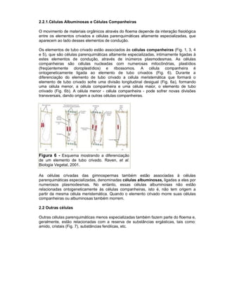 2.2.1.Células Albuminosas e Células Companheiras

O movimento de materiais orgânicos através do floema depende da interação fisiológica
entre os elementos crivados e células parenquimáticas altamente especializadas, que
aparecem ao lado desses elementos de condução.

Os elementos de tubo crivado estão associados às células companheiras (Fig. 1, 3, 4
e 5), que são células parenquimáticas altamente especializadas, intimamente ligadas à
estes elementos de condução, através de inúmeros plasmodesmas. As células
companheiras são células nucleadas com numerosas mitocôndrias, plastídios
(freqüentemente cloroplastídios) e ribossomos. A célula companheira é
ontogeneticamente ligada ao elemento de tubo crivados (Fig. 6). Durante a
diferenciação do elemento de tubo crivado a célula meristemática que formará o
elemento de tubo crivado sofre uma divisão longitudinal desigual (Fig. 6a), formando
uma célula menor, a célula companheira e uma célula maior, o elemento de tubo
criivado (Fig. 6b). A célula menor - célula companheira - pode sofrer novas divisões
transversais, dando origem a outras células companheiras.




Figura 6 - Esquema mostrando a diferenciação
de um elemento de tubo crivado. Raven, et al.
Biologia Vegetal, 2001.

As células crivadas das gimnospermas também estão associadas à células
parenquimáticas especializadas, denominadas células albuminosas, ligadas a elas por
numerosos plasmodesmas. No entanto, essas células albuminosas não estão
relacionadas ontogeneticamente às células companheiras, isto é, não tem origem a
partir da mesma célula meristemática. Quando o elemento crivado morre suas células
companheiras ou albuminosas também morrem.

2.2 Outras células

Outras células parenquimáticas menos especializadas também fazem parte do floema e,
geralmente, estão relacionadas com a reserva de substâncias ergásticas, tais como:
amido, cristais (Fig. 7), substâncias fenólicas, etc.
 