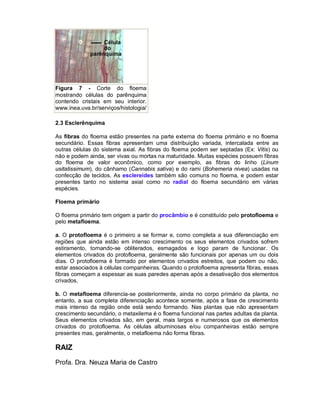Figura 7 - Corte do floema
mostrando células do parênquima
contendo cristais em seu interior.
www.inea.uva.br/serviços/histologia/

2.3 Esclerênquima

As fibras do floema estão presentes na parte externa do floema primário e no floema
secundário. Essas fibras apresentam uma distribuição variada, intercalada entre as
outras células do sistema axial. As fibras do floema podem ser septadas (Ex: Vitis) ou
não e podem ainda, ser vivas ou mortas na maturidade. Muitas espécies possuem fibras
do floema de valor econômico, como por exemplo, as fibras do linho (Linum
usitatissimum), do cânhamo (Cannabis sativa) e do rami (Bohemeria nivea) usadas na
confecção de tecidos. As esclereídes também são comuns no floema, e podem estar
presentes tanto no sistema axial como no radial do floema secundário em várias
espécies.

Floema primário

O floema primário tem origem a partir do procâmbio e é constituído pelo protofloema e
pelo metafloema.

a. O protofloema é o primeiro a se formar e, como completa a sua diferenciação em
regiões que ainda estão em intenso crescimento os seus elementos crivados sofrem
estiramento, tornando-se obliterados, esmagados e logo param de funcionar. Os
elementos crivados do protofloema, geralmente são funcionais por apenas um ou dois
dias. O protofloema é formado por elementos crivados estreitos, que podem ou não,
estar associados à células companheiras. Quando o protofloema apresenta fibras, essas
fibras começam a espessar as suas paredes apenas após a desativação dos elementos
crivados.

b. O metafloema diferencia-se posteriormente, ainda no corpo primário da planta, no
entanto, a sua completa diferenciação acontece somente, após a fase de crescimento
mais intenso da região onde está sendo formando. Nas plantas que não apresentam
crescimento secundário, o metaxilema é o floema funcional nas partes adultas da planta.
Seus elementos crivados são, em geral, mais largos e numerosos que os elementos
crivados do protofloema. As células albuminosas e/ou companheiras estão sempre
presentes mas, geralmente, o metafloema não forma fibras.

RAIZ
Profa. Dra. Neuza Maria de Castro
 
