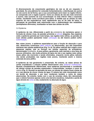 O direcionamento do crescimento geotrópico da raiz se dá em resposta à
gravidade. Se uma plântula for colocada horizontalmente, a distribuição de auxina
na raiz ocorre de tal forma, que a sua concentração será maior na região inferior,
se comparada com a região superior. Como as células da raiz são mais sensíveis
à auxina, este aumento da sua concentração no lado inferior inibe a expansão
celular, resultando numa curvatura para baixo, à medida que as células no lado
superior da raiz expandem-se mais rapidamente que as do lado de baixo. A
percepção da gravidade está relacionada com a sedimentação dos estatólitos
(amiloplastos diminutos), localizados na base das células da coifa.

3.2 Epiderme

A epiderme da raiz, diferenciada a partir da protoderme do meristema apical, é
formada de células vivas, de paredes primárias e cutícula delgadas. Nas espécies
onde a epiderme persiste por mais tempo, nas regiões mais velhas, as paredes de
suas células podem apresentar maior cutinização ou até mesmo podem sofrer
suberinização.

Nas raízes jovens, a epiderme especializa-se para a função de absorção e para
isto, desenvolve numerosos pêlos radiciais ou absorventes, que são expansões
tubulares das células epidérmicas (Fig. 2 e 4). Os pêlos radiciais têm origem como
pequenas papilas, que se formam em células especiais da protoderme,
denominadas tricoblastos. A zona pilífera, geralmente, está restrista a uma faixa de
poucos milímetros, não muito próxima do ápice da raiz e nas regiões mais velhas
esses pêlos vão morrendo e sendo eliminados, enquanto novos pêlos radiciais
vão sendo produzidos nas regiões mais jovens, mantendo assim a mesma
extensão de zona pilífira.

A epiderme da raiz geralmente é unisseriada. No entanto, as raízes aéreas de
certas orquidáceas e aráceas epífitas desenvolvem uma epiderme multisseriada.
Quando completamente diferenciada, essa epiderme plurisseriada é constituída
de células mortas de paredes espessadas e suberinizadas, recebem o nome de
velame (Fig. 5). Durante os períodos de seca, as células do velame ficam cheias de
ar e nas épocas de chuva, cheias de água. O velame tem sido interpretado como
um tecido de absorção, e por isso, receberam também o nome de raízes
absorventes. No entanto, testes com o uso de corantes vitais, têm demostrado
que o velame funciona apenas como uma barreira mecânica, reduzindo a perda de
água através do córtex e não, exatamente na absorção da água.
 