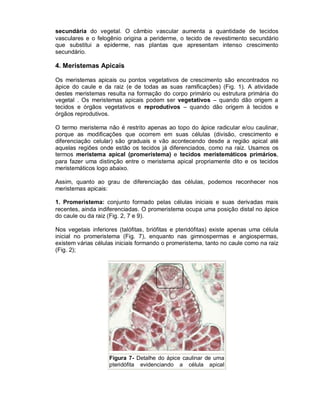 secundária do vegetal. O câmbio vascular aumenta a quantidade de tecidos
vasculares e o felogênio origina a periderme, o tecido de revestimento secundário
que substitui a epiderme, nas plantas que apresentam intenso crescimento
secundário.

4. Meristemas Apicais

Os meristemas apicais ou pontos vegetativos de crescimento são encontrados no
ápice do caule e da raiz (e de todas as suas ramificações) (Fig. 1). A atividade
destes meristemas resulta na formação do corpo primário ou estrutura primária do
vegetal . Os meristemas apicais podem ser vegetativos – quando dão origem a
tecidos e órgãos vegetativos e reprodutivos – quando dão origem à tecidos e
órgãos reprodutivos.

O termo meristema não é restrito apenas ao topo do ápice radicular e/ou caulinar,
porque as modificações que ocorrem em suas células (divisão, crescimento e
diferenciação celular) são graduais e vão acontecendo desde a região apical até
aquelas regiões onde estão os tecidos já diferenciados, como na raiz. Usamos os
termos meristema apical (promeristema) e tecidos meristemáticos primários,
para fazer uma distinção entre o meristema apical propriamente dito e os tecidos
meristemáticos logo abaixo.

Assim, quanto ao grau de diferenciação das células, podemos reconhecer nos
meristemas apicais:

1. Promeristema: conjunto formado pelas células iniciais e suas derivadas mais
recentes, ainda indiferenciadas. O promeristema ocupa uma posição distal no ápice
do caule ou da raiz (Fig. 2, 7 e 9).

Nos vegetais inferiores (talófitas, briófitas e pteridófitas) existe apenas uma célula
inicial no promeristema (Fig. 7), enquanto nas gimnospermas e angiospermas,
existem várias células iniciais formando o promeristema, tanto no caule como na raiz
(Fig. 2);




                    Figura 7- Detalhe do ápice caulinar de uma
                    pteridófita evidenciando a célula apical
 