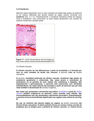 3.3.2 Exoderme

Algumas raízes apresentam uma ou mais camadas de células logo abaixo da epiderme
ou do velame, diferentes das demais células da região cortical, formando uma
exoderme (Fig. 7 e 11). Freqüentemente, a exoderme apresenta estrias de Caspary
como a endoderme, mas comumente, as suas células apresentam uma camada de
suberina recobrindo a parede celular.




Figura 11 - Corte transversal da raiz de Smilax sp.
http://www.botany.hawaii.edu/faculty/webb/BOT410


3.4 Cilindro Vascular

O cilindro vascular da raiz diferencia-se a partir do procâmbio e é formado por
uma ou mais camadas de tecido não vascular, o periciclo mais os tecidos
vasculares.

O periciclo, camada(s) externa(s) do cilindro vascular, localiza-se logo abaixo da
endoderme geralmente é unisseriado. Nas raízes jovens é constituído de
parênquima ea as paredes de suas células são celulósicas e delgadas. Nas
angiospermas e gimnospermas, o periciclo está relacionado com atividades
meristemáticas. As raízes laterais são formadas a partir do periciclo que por esta
razão também é denominado de camada rizogênica.

Nas raízes que apresentam crescimento secundário, o felogênio e parte do câmbio
vascular também originam-se no periciclo, como veremos mais adiante. Nas
monocotiledôneas que não apresentam crescimento secundário, frequentemente,
o periciclo torna-se esclerificado (lignificado) nas regiões mais velhas da raiz (Fig.
8).

Na raiz, ao contrário dos demais órgãos do vegetal, os tecidos vasculares não
formam feixes vasculares. O xilema primário forma um maciço central, provido de
projeções que se dirigem para a periferia do cilindro vascular, e o floema forma
 