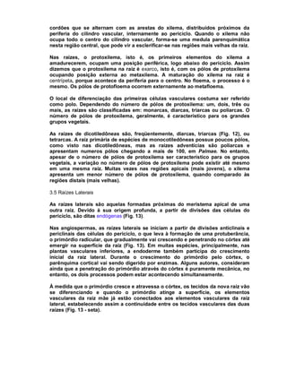 cordões que se alternam com as arestas do xilema, distribuidos próximos da
periferia do cilindro vascular, internamente ao periciclo. Quando o xilema não
ocupa todo o centro do cilindro vascular, forma-se uma medula parenquimática
nesta região central, que pode vir a esclerificar-se nas regiões mais velhas da raiz.

Nas raízes, o protoxilema, isto é, os primeiros elementos do xilema a
amadurecerem, ocupam uma posição periférica, logo abaixo do periciclo. Assim
dizemos que o protoxilema na raiz é exarco, isto é, com os pólos de protoxilema
ocupando posição externa ao metaxilema. A maturação do xilema na raiz é
centrípeta, porque acontece da periferia para o centro. No floema, o processo é o
mesmo. Os pólos de protofloema ocorrem externamente ao metafloema.

O local de diferenciação das primeiras células vasculares costuma ser referido
como polo. Dependendo do número de pólos de protoxilema: um, dois, três ou
mais, as raízes são classificadas em: monarcas, diarcas, triarcas ou poliarcas. O
número de pólos de protoxilema, geralmente, é característico para os grandes
grupos vegetais.

As raízes de dicotiledôneas são, freqüentemente, diarcas, triarcas (Fig. 12), ou
tetrarcas. A raíz primária de espécies de monocotiledôneas possue poucos pólos,
como visto nas dicotiledôneas, mas as raízes adventícias são poliarcas e
apresentam numeros pólos chegando a mais de 100, em Palmae. No entanto,
apesar de o número de pólos de protoxilema ser característico para os grupos
vegetais, a variação no número de pólos de protoxilema pode existir até mesmo
em uma mesma raiz. Muitas vezes nas regiões apicais (mais jovens), o xilema
apresenta um menor número de pólos de protoxilema, quando comparado às
regiões distais (mais velhas).

3.5 Raízes Laterais

As raízes laterais são aquelas formadas próximas do meristema apical de uma
outra raiz. Devido à sua origem profunda, a partir de divisões das células do
periciclo, são ditas endógenas (Fig. 13).

Nas angiospermas, as raízes laterais se iniciam a partir de divisões anticlinais e
periclinais das células do periciclo, o que leva à formação de uma protuberância,
o primórdio radicular, que gradualmente vai crescendo e penetrando no córtex até
emergir na superfície da raiz (Fig. 13). Em muitas espécies, principalmente, nas
plantas vasculares inferiores, a endoderme também participa do crescimento
inicial da raiz lateral. Durante o crescimento do primórdio pelo córtex, o
parênquima cortical vai sendo digerido por enzimas. Alguns autores, consideram
ainda que a penetração do primórdio através do córtex é puramente mecânica, no
entanto, os dois processos podem estar acontecendo simultaneamente.

À medida que o primórdio cresce e atravessa o córtex, os tecidos da nova raiz vão
se diferenciando e quando o primórdio atinge a superfície, os elementos
vasculares da raiz mãe já estão conectados aos elementos vasculares da raiz
lateral, estabelecendo assim a continuidade entre os tecidos vasculares das duas
raízes (Fig. 13 - seta).
 