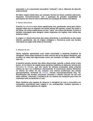 associada a um crescimento secundário "anômalo", isto é, diferente do descrito
anteriormente.

Em Beta vulgaris (beterraba), por exemplo, formam-se faixas cambiais adicionais,
dispostas concentricamente, com a produção de grandes quantidades de
parênquima de reserva entre o elementos de condução do xilema e do floema.

5. Raízes Adventícias

O termo raiz adventícia tem vários significados mas, geralmente, serve para indicar
aquelas raízes que se originam nas partes aéreas das plantas, a partir de caules e
de folhas, de caules subterrâneos ou dos “calus” em cultura de tecidos. O termo é
também empregado para designar raízes originadas em regiões mais velhas das
próprias raízes.

A origem e o desenvolvimento das raízes adventícias, é semelhante ao das raízes
laterais; geralmente, são de origem endógena e formam-se junto aos tecidos
vasculares do órgão onde estão se formando.



6. Nódulos de raiz

Várias espécies apresentam suas raízes associadas à bactérias fixadoras de
nitrogênio. Entre estas bactérias as mais comuns são as do gênero Rizobium, que
invadem as raízes das leguminosas como, por exemplo, no feijão, ervilha, alfafa,
soja, etc. .

A bactéria penetra através dos pêlos absorventes, quando a planta ainda é bem
jovem. Já no interior do vegeta essas bactérias (rizóbios) se deslocam através dos
filamentos de infecção, que são canais de celulose produzidos pelas próprias
células da raiz e se multiplicam intensamente. O crescimento desses filamentos
no interior do córtex da raiz, induzem uma intensa proliferação das células
parenquimáticas, formando os nódulos, visíveis macroscopicamente (Fig. 15).
Ramificações dos tecidos vasculares conectam o cilindro vascular da raiz com
estes nódulos, indicando a existência de um sistema de transporte para troca de
nutrientes entre as bactérias e a raiz.

Estas bactérias são capazes de absorver o nitrogênio do solo e convertê-lo em
compostos assimiláveis pelo vegetal e, em contrapartida, recebem açúcares e
outros nutrientes orgânicos do vegetal.
 