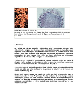 Figura 15 - Detalhe de nódulos de
bactérias na raiz de Glycine max. Figura 15b - Corte transvrsal do nódulo de bactérias
Foto de Raven et al. Biologia Vegetal na raiz de Glycine sp. Foto de Castro N. M.
6 Ed. 2002.




7. Micorrizas

As raízes de várias espécies apresentam uma associação peculiar com
determinados fungos, que desempenham um importante papel na nutrição destas
espécies. Tais associações são denominadas micorrizas e, acredita-se que, pelo
menos, 80% das espécies dos vegetais superiores apresentam micorrizas
associadas às suas raízes. São dois os tipos principais de micorrizas,
dependendo da relação entre o fungo e as células corticais:

. ectomicorrizas - quando o fungo envolve o ápice radicular, como um manto, e
atinge a região cortical penetrando por entre os espaços intercelulares, sem, no
entanto, penetrar no interior das células corticais (Fig. 16) e

. endomicorrizas - o tipo mais comum, onde o fungo forma um envoltório menos
denso, ao redor do ápice radicular e ao penetrar a raiz, invade o interior das
células corticais (Fig. 17).

Nestes dois casos, apesar de invadir da região cortical, o fungo não afeta o
desenvolvimento da raiz. A principal função atribuída à estes fungos nestas
associações, parece ser a de absorver o fósforo do solo e transportá-lo para o
vegetal. Por sua vez, as raízes estariam secretando e fornecendo aos fungos,
açúcares, aminoácidos e outras substâncias orgânicas necessárias ao seu
desenvolvimento.
 