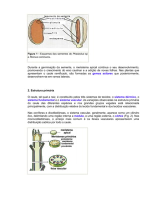 Figura 1 - Esquemas das sementes de Phaseolus sp
e Ricinus communis..



Durante a germinação da semente, o meristema apical continua o seu desenvolvimento,
promovendo o crescimento do eixo caulinar e a adição de novas folhas. Nas plantas que
apresentam o caule ramificado, são formadas as gemas axilares que posteriormente,
desenvolvem-se em ramos laterais.




2. Estrutura primária

O caule, tal qual a raiz, é constituído pelos três sistemas de tecidos: o sistema dérmico, o
sistema fundamental e o sistema vascular. As variações observadas na estrutura primária
do caule das diferentes espécies e nos grandes grupos vegetais está relacionada
principalmente, com a distribuição relativa do tecido fundamental e dos tecidos vasculares.

Nas coníferas e dicotiledôneas, o sistema vascular, geralmente, aparece como um cilindro
ôco, delimitando uma região interna a medula, e uma região externa, o córtex (Fig. 2). Nas
monocotiledôneas, o arranjo mais comum é os feixes vasculares apresentarem uma
distribuição caótica por todo o caule.
 