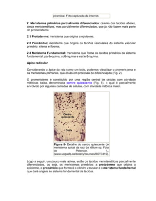 piramidal. Foto capturada da internet.

2. Meristemas primários parcialmente diferenciados: células dos tecidos abaixo,
ainda meristemáticos, mas parcialmente diferenciados, que já não fazem mais parte
do promeristema:

2.1 Protoderme: meristema que origina a epiderme;

2.2 Procâmbio: meristema que origina os tecidos vasculares do sistema vascular
primário: xilema e floema;

2.3 Meristema Fundamental: meristema que forma os tecidos primários do sistema
fundamental: parênquima, colênquima e esclerênquima.

Ápice radicular

Considerando o ápice da raiz como um todo, podemos visualizar o promeristema e
os meristemas primários, que estão em processo de diferenciação (Fig. 2).

O promeristema é constituído por uma região central de células com atividade
mitóticas baixa, denominada centro quiescente (Fig. 8), o qual é parcialmente
envolvido por algumas camadas de células, com atividade mitótica maior.




                    Figura 8- Detalhe do centro quiescente do
                    meristema apical da raiz de Allium sp. Foto
                    de               Peterson,               L.
                    (www.uoguelp.ca/botany/courses/BOT3410).

Logo a seguir, um pouco mais acima, estão os tecidos meristemáticos parcialmente
diferenciados, ou seja, os meristemas primários: a protoderme que origina a
epiderme, o procâmbio que formará o cilindro vascular e o meristema fundamental
que dará origem ao sistema fundamental de tecidos.
 