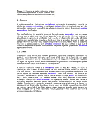 Figura 2 - Esquema do caule mostrando a posição
dos meristemas primários e os tecidos primários deles
derivados.http://www.ualr.edu/botany/planttissues.html


2.1 Epiderme

A epiderme caulinar, derivada da protoderme, geralmente é unisseriada, formada de
células de paredes cutinizadas e revestida pela cutícula. Nas monocotiledôneas, que não
apresentam crescimento secundário, as células da epiderme podem desenvolver paredes
secundárias, lignificadas.

Nas regiões jovens do vegetal a epiderme do caule possui estômatos, mas em menor
número que o observado nas folhas, podendo ainda apresentar tricomas tectores e
glandulares. A epiderme é um tecido vivo e pode, eventualmente, apresentar atividade
mitótica, uma característica importante, tendo em vista as pressões às quais o caule vai
sendo submetido durante o seu crescimento primário e/ou secundário. Assim a epiderme
responde a essas pressões, com divisões anticlinais de suas células, o que leva à
distensão tangencial do tecido, principalmente, naquelas espécies que formam periderme
apenas tardiamente.

2.2. Córtex

O córtex do caule em estrutura primária, geralmente, apresenta parênquima clorofilado. Na
periferia, frequentemente, apresenta colênquima como tecido de sustentação, que pode
aparecer em camadas mais ou menos contínuas ou em cordões, nas arestas ou saliências
do órgão. Em algumas plantas, especialmente entre as gramíneas é o esclerênquima que se
desenvolve como tecido de sustentação sob a epiderme.

A camada interna do córtex é a endoderme, como na raiz. No entanto, no caule, a
delimitação entre o córtex e o cilindro vascular não é tão facilmente visualizada, uma vez
que nem sempre, a endoderme caulinar apresenta-se morfologicamente diferenciada. Nos
caules jovens de algumas espécies herbáceas, como por exemplo, em Ricinus sp
(mamona), as células da camada cortical interna podem acumular amido em abundância,
sendo então reconhecidas como bainha amilífera (Fig. 3a-b). Algumas dicotiledôneas,
entretanto, desenvolvem estrias de Caspary, na endoderme caulinar, como o visto na raiz, e
em outras espécies, além das estrias nas paredes, verifica-se amido no interior dessas
células. Quando a endoderme não apresenta, nenhuma característica especial (amido ou
espessamentos de parede) a delimitação entre o córtex e o cilindro vascular fica mais difícil,
ou mesmo, impossível de ser feita. Mesmo nesses casos no entanto, existe sempre um
limite fisiológico entre o córtex e o sistema vascular, estando ou não, este limite associado à
uma especialização morfológica.
 