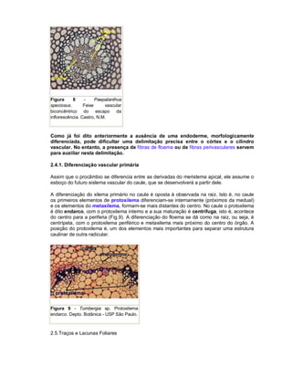 Figura     8     -     Paepalanthus
speciosus.       Feixe     vascular
biconcêntrico do escapo da
inflorescência. Castro, N.M.



Como já foi dito anteriormente a ausência de uma endoderme, morfologicamente
diferenciada, pode dificultar uma delimitação precisa entre o córtex e o cilindro
vascular. No entanto, a presença de fibras de floema ou de fibras perivasculares servem
para auxiliar nesta delimitação.

2.4.1. Diferenciação vascular primária

Assim que o procâmbio se diferencia entre as derivadas do meristema apical, ele assume o
esboço do futuro sistema vascular do caule, que se desenvolverá a partir dele.

A diferenciação do xilema primário no caule é oposta à observada na raiz. Isto é, no caule
os primeiros elementos de protoxilema diferenciam-se internamente (próximos da medual)
e os elementos do metaxilema, formam-se mais distantes do centro. No caule o protoxilema
é dito endarco, com o protoxilema interno e a sua maturação é centrífuga, isto é, acontece
do centro para a periferia (Fig.9). A diferenciação do floema se dá como na raiz, ou seja, é
centrípeta, com o protoxilema periférico e metaxilema mais próximo do centro do órgão. A
posição do protoxilema é, um dos elementos mais importantes para separar uma estrutura
caulinar de outra radicular.




Figura 9 - Tumbergia sp. Protoxilema
endarco. Depto. Botânica - USP São Paulo.



2.5.Traços e Lacunas Foliares
 