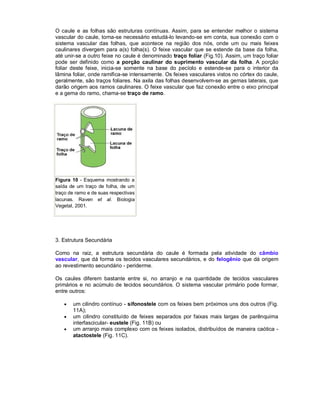 O caule e as folhas são estruturas contínuas. Assim, para se entender melhor o sistema
vascular do caule, torna-se necessário estudá-lo levando-se em conta, sua conexão com o
sistema vascular das folhas, que acontece na região dos nós, onde um ou mais feixes
caulinares divergem para a(s) folha(s). O feixe vascular que se estende da base da folha,
até unir-se a outro feixe no caule é denominado traço foliar (Fig.10). Assim, um traço foliar
pode ser definido como a porção caulinar do suprimento vascular da folha. A porção
foliar deste feixe, inicia-se somente na base do pecíolo e estende-se para o interior da
lâmina foliar, onde ramifica-se intensamente. Os feixes vasculares vistos no córtex do caule,
geralmente, são traços foliares. Na axila das folhas desenvolvem-se as gemas laterais, que
darão origem aos ramos caulinares. O feixe vascular que faz conexão entre o eixo principal
e a gema do ramo, chama-se traço de ramo.




Figura 10 - Esquema mostrando a
saída de um traço de folha, de um
traço de ramo e de suas respectivas
lacunas. Raven et al. Biologia
Vegetal, 2001.




3. Estrutura Secundária

Como na raiz, a estrutura secundária do caule é formada pela atividade do câmbio
vascular, que dá forma os tecidos vasculares secundários, e do felogênio que dá origem
ao revestimento secundário - periderme.

Os caules diferem bastante entre si, no arranjo e na quantidade de tecidos vasculares
primários e no acúmulo de tecidos secundários. O sistema vascular primário pode formar,
entre outros:

      um cilindro contínuo - sifonostele com os feixes bem próximos uns dos outros (Fig.
       11A);
      um cilindro constituído de feixes separados por faixas mais largas de parênquima
       interfascicular- eustele (Fig. 11B) ou
      um arranjo mais complexo com os feixes isolados, distribuídos de maneira caótica -
       atactostele (Fig. 11C).
 