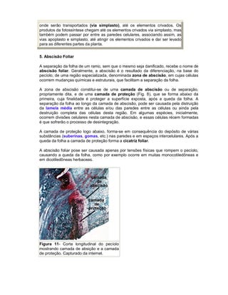 onde serão transportados (via simplasto), até os elementos crivados. Os
produtos da fotossíntese chegam até os elementos crivados via simplasto, mas
também podem passar por entre as paredes celulares, associando assim, as
vias apoplasto e simplasto, até atingir os elementos crivados e daí ser levado
para as diferentes partes da planta.


5. Abscisão Foliar

A separação da folha de um ramo, sem que o mesmo seja danificado, recebe o nome de
abscisão foliar. Geralmente, a abscisão é o resultado da diferenciação, na base do
pecíolo, de uma região especializada, denominada zona de abscisão, em cujas células
ocorrem mudanças químicas e estruturais, que facilitam a separação da folha.

A zona de abscisão constitui-se de uma camada de abscisão ou de separação,
propriamente dita, e de uma camada de proteção (Fig. 8), que se forma abaixo da
primeira, cuja finalidade é proteger a superfície exposta, após a queda da folha. A
separação da folha ao longo da camada de abscisão, pode ser causada pela distruição
da lamela média entre as células e/ou das paredes entre as células ou ainda pela
destruição completa das células desta região. Em algumas espécies, inicialmente,
ocorrem divisões celulares nesta camada de abscisão, e essas células récem formadas
é que sofrerão o processo de desintegração.

A camada de proteção logo abaixo, forma-se em consequência do depósito de várias
substâncias (suberinas, gomas, etc.) nas paredes e em espaços intercelulares. Após a
queda da folha a camada de proteção forma a cicatriz foliar.

A abscisão foliar pose ser causada apenas por tensões físicas que rompem o pecíolo,
causando a queda da folha, como por exemplo ocorre em muitas monocotiledôneas e
em dicotiledõneas herbaceas.




Figura 11- Corte longitudinal do pecíolo
mostrando camada de absição e a camada
de proteção. Capturado da internet.
 