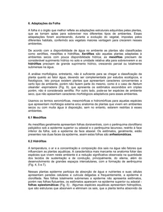 6. Adaptações da Folha

A folha é o órgão que melhor reflete as adaptações estruturais adquiridas pelas plantas,
que as tornam aptas para sobreviver nos diferentes tipos de ambientes. Essas
adapatações foram acontecendo, durante a evolução do vegetal, impostas pelos
diferentes habitats, conferindo aos vegetais maiores vantagem para crecerem nesses
ambientes.

De acordo com a disponibilidade de água no ambiente as plantas são classificadas
como xerófitas, mesófitas e hidrófitas. Xerófitas são aquelas plantas adaptadas à
ambientes secos com pouca disponibilidade hídrica; as mesófitas precisam de
considerável suprimento hídrico no solo e umidade relativa alta para sobreviverem e as
hidrófitas precisam de grande suprimento hídrico, crescendo parcial ou totalmente
submersas na água.

A análise morfológica, entretanto, não é suficiente para se chegar a classificação da
planta quanto ao fator água, devendo ser complementada por estudos ecológicos, e
fisiológicos. Isto porque existem plantas que apresentam caracteres concernentes a
certo tipo de ambiente, porém não fazem parte do mesmo, como é o caso de Nerium
oleander -espirradeira (Fig. 9), que apresenta os estômatos escondidos em criptas
porém, não é considerada xerófita. Por outro lado, pode-se ter espécies de ambiente
seco, que não apesentam caracteres morfológicos adaptativos para esses ambientes.

Usamos os termos xeromórficas, mesomórficas e hidromórficas para aquelas espécies
que apresentam morfologia externa e/ou anatomia de plantas que vivem em ambientes
secos ou com muita água à disposição, sem no entanto, estarem restritas à esses
ambientes.

6.1 Mesófitas

As mesófitas geralmente apresentam folhas dorsiventrais, com o parênquima clorofiliano
paliçádico sob a epiderme superior ou adaxial e o parênquima lacunoso, restrito á face
inferior da folha, sob a epiderme da face abaxial. Os estômatos, geralmente, estão
presentes nas duas faces da epiderme, assim estas folhas são anfiestomáticas.

6.2 Hidrófitas

A temperatura, o ar e a concentração e composição dos sais na água são fatores que
influenciam as plantas aquáticas. A característica mais marcante na anatomia foliar das
espécies que vivem neste ambiente é a redução significativa observada na quantidade
dos tecidos de sustentação e de condução, principalmente, do xilema, além do
desenvolvimento de grandes espaços intercelulares, com a formação de aerênquima
(Fig. 4, 5 e 7).

Nessas plantas epiderme participa da absorção de água e nutrientes e suas células
apresentam paredes celulares e cutícula delgadas e frequentemente, a epiderme é
clorofilada. Nas folhas totalmente submersas a epiderme não apresenta estômatos,
porém nas folhas flutuantes, os estômatos aparecem na epiderme superior ou adaxial -
folhas epiestomáticas (Fig. 5) . Algumas espécies aquáticas apresentam hidropótios,
que são estruturas que absorvem e eliminam os sais, que a planta tenha absorvido da
 
