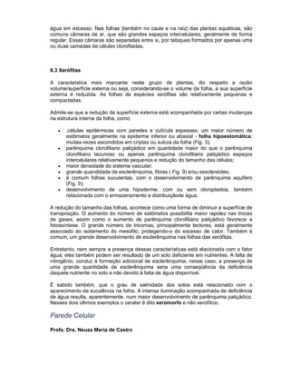 água em excesso. Nas folhas (também no caule e na raiz) das plantas aquáticas, são
comuns câmaras de ar, que são grandes espaços intercelulares, geralmente de forma
regular. Essas câmaras são separadas entre si, por tabiques formados por apenas uma
ou duas camadas de células clorofiladas.



6.3 Xerófitas

A caracteística mais marcante neste grupo de plantas, diz respeito a razão
volume/superfície externa ou seja, considerando-se o volume da folha, a sua superfície
externa é reduzida. As folhas da espécies xerófitas são relativamente pequenas e
compactadas.

Admite-se que a redução da superfície externa está acompanhada por certas mudanças
na estrutura interna da folha, como:

      .células epidérmicas com paredes e cutícula espessas; um maior número de
       estômatos geralmente na epiderme inferior ou abaxial - folha hipoestomática,
       muitas vezes escondidos em críptas ou sulcos da folha (Fig. 3);
      parênquima clorofiliano paliçádico em quantidade maior do que o parênquima
       clorofiliano lacunoso ou apenas parênquima clorofiliano paliçádico espaços
       intercelulares relativamente pequenos e redução do tamanho das células;
      maior densidade do sistema vascular;
      grande quandidade de esclerênquima, fibras ( Fig. 9) e/ou essclereídes;
      é comum folhas suculentas, com o desenvolvimento de parênquima aquífero
       (Fig. 9);
      desenvolvimento de uma hipoderme, com ou sem cloroplastos, também
       relacionada com o armazenamento e distribuiçãode água.

A redução do tamanho das folhas, acontece como uma forma de diminuir a superfície de
transpiração. O aumento do número de estômatos possibilita maior rapidez nas trocas
de gases, assim como o aumento de parênquima clorofiliano paliçádico favorece a
fotossíntese. O grande número de tricomas, principalmente tectores, está geralmente
associado ao isolamento do mesofilo, protegendo-o do excesso de calor. Também é
comum, um grande desenvolvimento de esclerênquima nas folhas das xerófitas.

Entretanto, nem sempre a presença dessas características está elacionada com o fator
água; eles também podem ser resultado de um solo deficiente em nutrientes. A falta de
nitrogênio, conduz à formação adicional de esclerênquima, nesse caso, a presença de
uma grande quantidade de esclerênquima seria uma conseqüência da deficiência
daquele nutriente no solo e não devido à falta de água disponível.

É sabido também, que o grau de salinidade dos solos está relacionado com o
aparecimento de suculência na folha. A intensa iluminação acompanhada de deficiência
de água resulta, aparentemente, num maior desenvolvimento de parênquima paliçádico.
Nesses dois últimos exemplos o carater é dito xeromorfo e não xerofítico.

Parede Celular

Profa. Dra. Neuza Maria de Castro
 