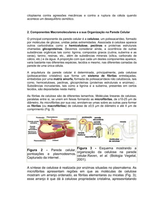 citoplasma contra agressões mecânicas e contra a ruptura da célula quando
acontece um desequilíbrio osmótico.



2. Componentes Macromoleculares e a sua Organização na Parede Celular

O principal componente da parede celular é a celulose, um polissacarídeo, formado
por moléculas de glicose, unidas pelas extremidades. Associada à celulose aparece
outros carboidratos como a hemicelulose, pectinas e proteínas estruturais
chamadas glicoproteínas. Devemos considerar ainda, a ocorrência de outras
substâncias orgânicas tais como: lignina, compostos graxos (cutina, suberina e as
ceras), tanino, resinas, etc., além de substâncias minerais (sílica, carbonato de
cálcio, etc.) e da água. A proporção com que cada um destes componentes aparece,
varia bastante nas diferentes espécies, tecidos e mesmo, nas diferentes camadas da
parede de uma única célula.

A arquitetura da parede celular é determinada, principalmente, pela celulose
(polissacarídeo cristalino) que forma um sistema de fibrilas entrelaçadas,
embebidas por uma matriz amorfa, formada de polissacarídeos não celulósicos, tais
como, hemiceluloses, pectinas, glicoproteínas (proteínas estruturais e enzimas) .
Substâncias incrustantes, tais como a lignina e a suberina, presentes em certos
tecidos, são depositadas nesta matriz.

As fibrilas de celulose são de diferentes tamanhos. Moléculas lineares de celulose,
paralelas entre si, se unem em feixes formando as microfibrilas, de ±10-25 µm de
diâmetro. As microfibrilas por sua vez, enrolam-se umas sobre as outras para formar
as fibrilas (ou macrofibrilas) de celulose de ±0,5 µm de diâmetro e até 4 µm de
comprimento (Fig. 3).




                           Figura 3 - Esquema mostrando a
Figura 2 - Parede celular,
                           organização da celulose na parede
pontoações e plasmodesmos.
                           celular.Raven, et al. (Biologia Vegetal,
Capturado da internet .
                           2001).

A síntese de celulose é realizada por enzimas situadas no plasmalema. As
microfibrilas apresentam regiões em que as moléculas de celulose
mostram um arranjo ordenado, as fibrilas elementares ou micelas (Fig. 3);
esse arranjo é que dá à celulose propriedade cristalina, apresesntatando
 