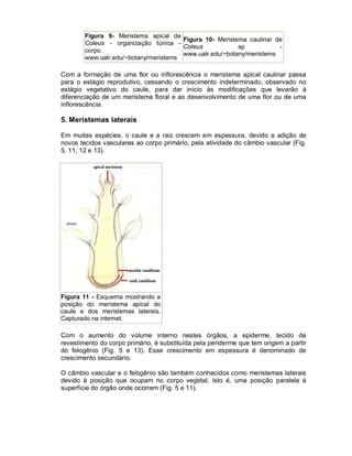 Figura 9- Meristema apical de
                                       Figura 10- Meristema caulinar de
        Coleus - organização túnica -
                                       Coleus            sp           -
        corpo.
                                       www.ualr.edu/~botany/meristems
        www.ualr.edu/~botany/meristems

Com a formação de uma flor ou inflorescência o meristema apical caulinar passa
para o estágio reprodutivo, cessando o crescimento indeterminado, observado no
estágio vegetativo do caule, para dar início às modificações que levarão à
diferenciação de um meristema floral e ao desenvolvimento de uma flor ou de uma
inflorescência.

5. Meristemas laterais

Em muitas espécies, o caule e a raiz crescem em espessura, devido a adição de
novos tecidos vasculares ao corpo primário, pela atividade do câmbio vascular (Fig.
5, 11, 12 e 13).




Figura 11 - Esquema mostrando a
posição do meristema apical do
caule e dos meristemas laterais.
Capturado na internet.

Com o aumento do volume interno nestes órgãos, a epiderme, tecido de
revestimento do corpo primário, é substituída pela periderme que tem origem a partir
do felogênio (Fig. 5 e 13). Esse crescimento em espessura é denominado de
crescimento secundário.

O câmbio vascular e o felogênio são também conhecidos como meristemas laterais
devido à posição que ocupam no corpo vegetal, isto é, uma posição paralela à
superfície do órgão onde ocorrem (Fig. 5 e 11).
 