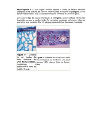 esquizógenos e a sua origem envolve apenas a cisão da lamela mediana.
Exemplos muito comuns de espaços intercelulares de origem esquizógena são os
denominados meatos e os canais resiníferos dos pinheiros de um modo geral.

Um segundo tipo de espaço intercelular é o lisígeno, quando células inteiras são
destruídas durante a sua formação. As cavidades secretoras visíveis em folhas de
laranjeiras e de eucalipto (Fig. 10) são exemplos deste tipo de espaço intercelular.




Figura 9 - Detalhe
de um trecho da         Figura 10 - Detalhe de um trecho da folha
folha flutuante de      de Eucalypptus sp, mostrando um canal
uma Nympheaceae,        secretor (CS) lisígeno. Foto de Castro,
mostrando         o     N.M.
aerênquima. Foto de
Isaías, R.M.S.
 