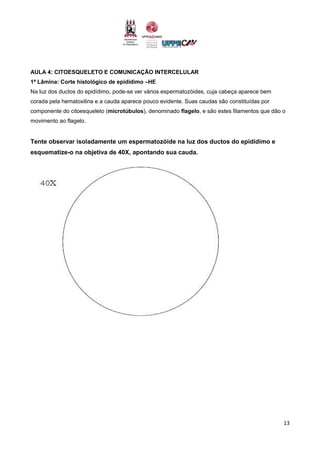 13
AULA 4: CITOESQUELETO E COMUNICAÇÃO INTERCELULAR
1ª Lâmina: Corte histológico de epidídimo –HE
Na luz dos ductos do epidídimo, pode-se ver vários espermatozóides, cuja cabeça aparece bem
corada pela hematoxilina e a cauda aparece pouco evidente. Suas caudas são constituídas por
componente do citoesqueleto (microtúbulos), denominado flagelo, e são estes filamentos que dão o
movimento ao flagelo.
Tente observar isoladamente um espermatozóide na luz dos ductos do epidídimo e
esquematize-o na objetiva de 40X, apontando sua cauda.
 