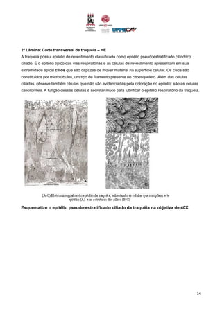 14
2ª Lâmina: Corte transversal de traquéia – HE
A traquéia possui epitélio de revestimento classificado como epitélio pseudoestratificado cilíndrico
ciliado. É o epitélio típico das vias respiratórias e as células de revestimento apresentam em sua
extremidade apical cílios que são capazes de mover material na superfície celular. Os cílios são
constituídos por microtúbulos, um tipo de filamento presente no citoesqueleto. Além das células
ciliadas, observe também células que não são evidenciadas pela coloração no epitélio: são as células
caliciformes. A função dessas células é secretar muco para lubrificar o epitélio respiratório da traquéia.
Esquematize o epitélio pseudo-estratificado ciliado da traquéia na objetiva de 40X.
 