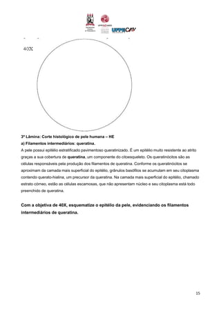 15
3ª Lâmina: Corte histológico de pele humana – HE
a) Filamentos intermediários: queratina.
A pele possui epitélio estratificado pavimentoso queratinizado. É um epitélio muito resistente ao atrito
graças a sua cobertura de queratina, um componente do citoesqueleto. Os queratinócitos são as
células responsáveis pela produção dos filamentos de queratina. Conforme os queratinócitos se
aproximam da camada mais superficial do epitélio, grânulos basófilos se acumulam em seu citoplasma
contendo querato-hialina, um precursor da queratina. Na camada mais superficial do epitélio, chamado
estrato córneo, estão as células escamosas, que não apresentam núcleo e seu citoplasma está todo
preenchido de queratina.
Com a objetiva de 40X, esquematize o epitélio da pele, evidenciando os filamentos
intermediários de queratina.
 