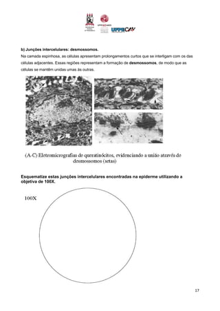 17
b) Junções intercelulares: desmossomos.
Na camada espinhosa, as células apresentam prolongamentos curtos que se interligam com os das
células adjacentes. Essas regiões representam a formação de desmossomos, de modo que as
células se mantêm unidas umas às outras.
Esquematize estas junções intercelulares encontradas na epiderme utilizando a
objetiva de 100X.
 