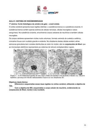 21
AULA 5: SISTEMA DE ENDOMEMBRANAS
1ª Lâmina: Corte histológico de cérebro de gato – cresil-violeta
O córtex cerebral apresenta duas regiões distintas: a substância branca e a substância cinzenta. A
substância branca contém apenas axônios de células nervosas, células neurogliais e vasos
sanguíneos. Na substância cinzenta, encontramos corpos celulares de neurônios e também células
neurogliais.
Os corpos celulares apresentam núcleo muito volumoso, formato variando de ovalado a esférico,
cromatina frouxa com nucléolo grande e evidente. No citoplasma destas células existem várias
estruturas granulares bem coradas distribuídas ao redor do núcleo; são os corpúsculos de Nissl, que
ao microscópio eletrônico representaria as cisternas de retículo endoplasmático rugoso.
Objetivos desta lâmina:
Diferencie e esquematize essas duas regiões no córtex cerebral, utilizando a objetiva de
10X;
 Com a objetiva de 40X, esquematize o corpo celular do neurônio, evidenciando os
corpúsculos de Nissl, núcleo e seu nucléolo.
 