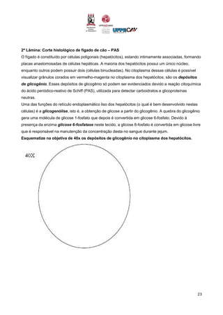 23
2ª Lâmina: Corte histológico de fígado de cão – PAS
O fígado é constituído por células poligonais (hepatócitos), estando intimamente associadas, formando
placas anastomosadas de células hepáticas. A maioria dos hepatócitos possui um único núcleo,
enquanto outros podem possuir dois (células binucleadas). No citoplasma dessas células é possível
visualizar grânulos corados em vermelho-magenta no citoplasma dos hepatócitos; são os depósitos
de glicogênio. Esses depósitos de glicogênio só podem ser evidenciados devido a reação citoquímica
do ácido periódico-reativo de Schiff (PAS), utilizada para detectar carboidratos e glicoproteínas
neutras.
Uma das funções do retículo endoplasmático liso dos hepatócitos (o qual é bem desenvolvido nestas
células) é a glicogenólise, isto é, a obtenção de glicose a partir do glicogênio. A quebra do glicogênio
gera uma molécula de glicose 1-fosfato que depois é convertida em glicose 6-fosfato. Devido à
presença da enzima glicose 6-fosfatase neste tecido, a glicose 6-fosfato é convertida em glicose livre
que é responsável na manutenção da concentração desta no sangue durante jejum.
Esquematize na objetiva de 40x os depósitos de glicogênio no citoplasma dos hepatócitos.
 