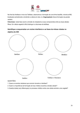 29
No final da Anáfase e início da Telófase, observamos a formação de uma linha basófila, visível ao MO,
localizada centralmente e dividindo a célula em dois; é o fragmoplasto (futura formação da parede
celular).
Citocinese: nesta fase ocorre a divisão do citoplasma e seus componentes entre as duas células-
filhas. Em célula vegetal é difícil distinguir a citocinese da telófase.
Identifique e esquematize um núcleo interfásico e as fases da mitose citadas na
objetiva de 40X
QUESTÕES:
1. Quais os eventos celulares que ocorrem durante a interfase?
2. Qual é a importância da formação do fuso mitótico durante a divisão celular?
3. Qual(is) é(são) a(s) diferença(s) no processo mitótico entre uma célula animal e uma vegetal?
 