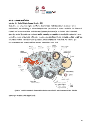 30
AULA 8: GAMETOGÊNESE
Lâmina 01: Corte histológico de Ovário – HE
Os ovários são um par de órgãos com forma de amêndoa, medindo cada um cerca de 3 cm de
comprimento, 1,5 cm de largura e 1 cm de espessura. A superfície do ovário é revestida por umaúnica
camada de células cúbicas ou pavimentosas (epitélio germinativo) e é contínua com o mesotélio.
A porção central do ovário, denominada região medular ou medula, contém tecido conjuntivo frouxo,
com vários vasos sanguíneos, linfáticos e nervos. A sua porção periférica, a região cortical ou córtex,
circunda a medula, e é nessa região que observamos os folículos ovarianos. No estroma que
circunda os folículos estão presentes também fibras musculares lisas.
Figura 01: Desenho ilustrativo evidenciando os folículos ovarianos encontrados no córtex ovariano
Identifique as estruturas apontadas:
 