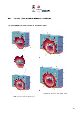 36
Aula 11: Segunda Semana de Desenvolvimento Embrionário
Identifique as estruturas apontadas nas ilustrações abaixo:
 