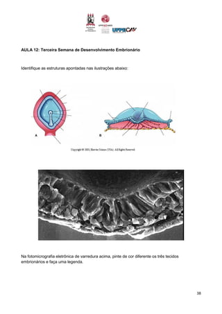 38
AULA 12: Terceira Semana de Desenvolvimento Embrionário
Identifique as estruturas apontadas nas ilustrações abaixo:
Na fotomicrografia eletrônica de varredura acima, pinte de cor diferente os três tecidos
embrionários e faça uma legenda.
 