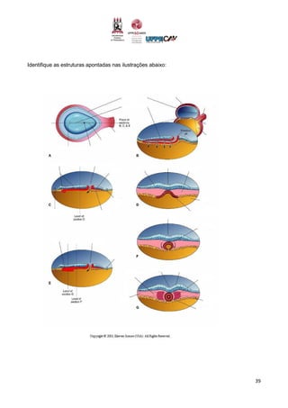 39
Identifique as estruturas apontadas nas ilustrações abaixo:
 