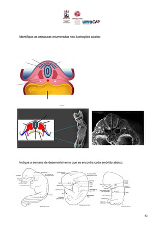 43
Identifique as estruturas enumeradas nas ilustrações abaixo:
Indique a semana de desenvolvimento que se encontra cada embrião abaixo:
 