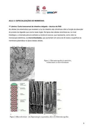 8
AULA 3: ESPECIALIZAÇÕES DE MEMBRANA
1ª Lâmina: Corte transversal de intestino delgado – técnica do PAS
As células (os enterócitos) que revestem a luz do intestino são cilíndricas e têm a função de absorção
do produto da digestão que ocorre neste órgão. No ápice das células reconhece-se, no nível
histológico, a chamada planura estriada ou borda em escova, que representa, como visto na
microscopia eletrônica, as microvilosidades, que aumentam em cerca de 20 vezes a superfície da
membrana plasmática no ápice destas células.
 