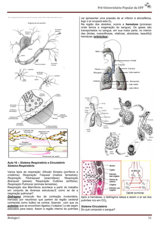 Pré-Universitário Popular da UFF


                                                           vai apresentar uma pressão de ar inferior á atmosférica,
                                                           logo o ar ocupará esta O2.
                                                           Na região dos alvéolos, ocorre a hematose (processo
                                                           onde temos a oxigenação do sangue). Os gases são
                                                           transportados no sangue, em sua maior parte, no interior
                                                           das (lindas, maravilhosas, vitalícias, absolutas, beautiful)
                                                           hemácias (eritrócitos).




                                            .




Aula 10 – Sistema Respiratório e Circulatório
Sistema Respiratório

Varios tipos de respiração: Difusão Simples (poríferos e
cnidários); Respiração Traqueal (insetos terrestres);
Respiração     Filotraqueal  (aracnídeos);   Respiração
Branquial (peixes); Respiração Cutânea (anfíbios);
Respiração Pulmonar (animais terrestres).
Respiração dos Mamíferos acontece a partir do trabalho
em conjunto de diversas estruturas.E como se dá a
respiração pulmonar?
Diafragma (músculo liso de contração involuntária,         Após a hematose, o diafragma relaxa e assim o ar sai dos
inervado por neurônios que partem da região cerebral       pulmões rico em CO2.
conhecida como bulbo) se contrai, fazendo com que os
pulmões que se encontram ligados (“colados”) a ele sejam   Sistema Circulatório
esticados para baixo. Assim a região interna do pulmões    Do qué composto o sangue?


Biologia I                                                                                                          11
 