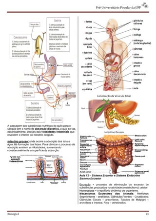 Pré-Universitário Popular da UFF




                                                                        Localização da Vesícula Biliar




A passagem das substâncias nutritivas do quilo para o
sangue tem o nome de absorção digestiva, a qual se faz,
essencialmente, através das vilosidades intestinais que                       Intestino Grosso
revestem o interior do intestino delgado.

Intestino grosso: onde ocorre a absorção dos íons e
água.Há formação das fezes. Para otimizar o processo de
absorção existem as vilosidades, aumentando
consideravelmente a superfície de absorção.




                                                          Aula 12 – Sistema Excretor e Sistema Endócrino
                                                          Sistema Excretor

                                                          Excreção = processo de eliminação do excesso de
                                                          substâncias produzidas na atividade (metabolismo) celular.
                                                          Homeostase = o equilíbrio dinâmico do organismo.
                                                          Mecanismos Excretores dos Animais: Nefrídeos
                                                          Segmentares – anelídeos; Glândulas Verdes – Crustáceos;
                                                          Glândulas Coxais – aracnídeos; Tubulos de Malpighi –
                                                          arcnídeos e insetos; Rins – vertebrados.



Biologia I                                                                                                       13
 