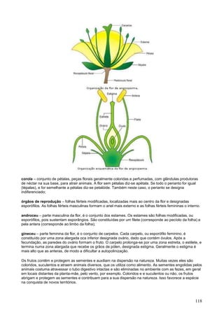 118 
corola – conjunto de pétalas, peças florais geralmente coloridas e perfumadas, com glândulas produtoras de néctar na sua base, para atrair animais. A flor sem pétalas diz-se apétala. Se todo o perianto for igual (tépalas), e for semelhante a pétalas diz-se petalóide. Também neste caso, o perianto se designa indiferenciado; 
órgãos de reprodução – folhas férteis modificadas, localizadas mais ao centro da flor e designadas esporófilos. As folhas férteis masculinas formam o anel mais externo e as folhas férteis femininas o interno. 
androceu – parte masculina da flor, é o conjunto dos estames. Os estames são folhas modificadas, ou esporófilos, pois sustentam esporângios. São constituídas por um filete (corresponde ao pecíolo da folha) e pela antera (corresponde ao limbo da folha); 
gineceu – parte feminina da flor, é o conjunto de carpelos. Cada carpelo, ou esporófilo feminino, é constituído por uma zona alargada oca inferior designada ovário, dado que contém óvulos. Após a fecundação, as paredes do ovário formam o fruto. O carpelo prolonga-se por uma zona estreita, o estilete, e termina numa zona alargada que recebe os grãos de pólen, designada estigma. Geralmente o estigma é mais alto que as anteras, de modo a dificultar a autopolinização. 
Os frutos contêm e protegem as sementes e auxiliam na dispersão na natureza. Muitas vezes eles são coloridos, suculentos e atraem animais diversos, que os utiliza como alimento. As sementes engolidas pelos animais costuma atravessar o tubo digestivo intactas e são eliminadas no ambiente com as fezes, em geral em locais distantes da planta-mãe, pelo vento, por exemplo. Coloridos e e suculentos ou não, os frutos abrigam e protegem as sementes e contribuem para a sua dispersão na natureza. Isso favorece a espécie na conquista de novos territórios. 
 