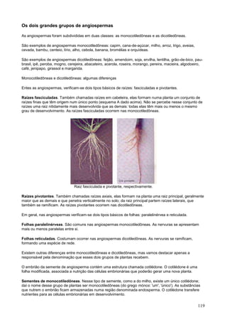 119 
Os dois grandes grupos de angiospermas 
As angiospermas foram subdivididas em duas classes: as monocotiledôneas e as dicotiledôneas. 
São exemplos de angiospermas monocotiledôneas: capim, cana-de-açúcar, milho, arroz, trigo, aveias, cevada, bambu, centeio, lírio, alho, cebola, banana, bromélias e orquídeas. 
São exemplos de angiospermas dicotiledôneas: feijão, amendoim, soja, ervilha, lentilha, grão-de-bico, pau- brasil, ipê, peroba, mogno, cerejeira, abacateiro, acerola, roseira, morango, pereira, macieira, algodoeiro, café, jenipapo, girassol e margarida. 
Monocotiledôneas e dicotiledôneas: algumas diferenças 
Entes as angiospermas, verificam-se dois tipos básicos de raízes: fasciculadas e pivotantes. 
Raízes fasciculadas. Também chamadas raízes em cabeleira, elas formam numa planta um conjunto de raízes finas que têm origem num único ponto (esquema A dado acima). Não se percebe nesse conjunto de raízes uma raiz nitidamente mais desenvolvida que as demais: todas elas têm mais ou menos o mesmo grau de desenvolvimento. As raízes fasciculadas ocorrem nas monocotiledôneas. 
Raiz fasciculada e pivotante, respectivamente. 
Raízes pivotantes. Também chamadas raízes axiais, elas formam na planta uma raiz principal, geralmente maior que as demais e que penetra verticalmente no solo; da raiz principal partem raízes laterais, que também se ramificam. As raízes pivotantes ocorrem nas dicotiledôneas. 
Em geral, nas angiospermas verificam-se dois tipos básicos de folhas: paralelinérvea e reticulada. 
Folhas paralelinérveas. São comuns nas angiospermas monocotiledôneas. As nervuras se apresentam mais ou menos paralelas entre si. 
Folhas reticuladas. Costumam ocorrer nas angiospermas dicotiledôneas. As nervuras se ramificam, formando uma espécie de rede. 
Existem outras diferenças entre monocotiledôneas e dicotiledôneas, mas vamos destacar apenas a responsável pela denominação que esses dois grupos de plantas recebem. 
O embrião da semente de angiosperma contém uma estrutura chamada cotilédone. O cotilédone é uma folha modificada, associada a nutrição das células embrionárias que poderão gerar uma nova planta. 
Sementes de monocotiledôneas. Nesse tipo de semente, como a do milho, existe um único cotilédone; daí o nome desse grupo de plantas ser monocotiledôneas (do grego mónos: 'um', 'único'). As substâncias que nutrem o embrião ficam armazenadas numa região denominada endosperma. O cotilédone transfere nutrientes para as células embrionárias em desenvolvimento.  