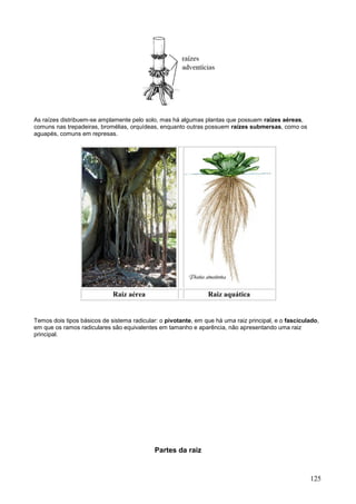 125 
As raízes distribuem-se amplamente pelo solo, mas há algumas plantas que possuem raízes aéreas, comuns nas trepadeiras, bromélias, orquídeas, enquanto outras possuem raízes submersas, como os aguapés, comuns em represas. 
Raiz aérea 
Raiz aquática 
Temos dois tipos básicos de sistema radicular: o pivotante, em que há uma raiz principal, e o fasciculado, em que os ramos radiculares são equivalentes em tamanho e aparência, não apresentando uma raiz principal. 
Partes da raiz  