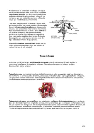 126 
A extremidade de uma raiz é envolta por um capuz de células denominado coifa, cuja função é proteger o meristema radicular, um tecido em que as células estão se multiplicando ativamente por mitose. É no meristema que são produzidos as novas células da raiz, o que possibilita o seu crescimento. Logo após a extremidade, localiza-se a região onde as células surgidas por mitose crescem. Nessa região denominada zona de distensão ou de alongamento celular, a raiz apresenta a maior taxa de crescimento. Após a zona de distensão situa-se a zona pilífera da raiz, que se caracteriza por apresentar células epidérmicas dotadas de projeções citoplasmáticas finas e alongadas, os pêlos absorventes. É através desses pelos que a raiz absorve a maior parte da água e dos sais minerais de que precisa. Já a região de ramos secundários é aquela que se nota o brotamento de novas raízes que surgem de regiões internas da raiz principal. 
Tipos de Raizes 
A principal função da raiz é a absorção dos nutrientes minerais, sendo que, no solo, também é responsável pela fixação do vegetal ao substrato. Alguns tipos de raízes, no entanto, também desempenham outras funções: 
Raizes tuberosas, como as da mandioca, da batata-doce e do nabo armazenam reservas alimentares, principalmente na forma de grãos de amido, utilizadas durante a floração e a produção de frutos pela planta. Os agricultores colhem essas raízes antes da planta tenha chance de consumir as reservas armazenadas, utilizando-as na alimentação humana e de animais. 
Raízes respiratórias ou pneumatóforos são adaptadas a realização de trocas gasosas com o ambiente. Esse tipo de raiz é encontrado em plantas como a Avicena tomentosa, que vive no solo encharcado e pobre em gás oxigênio nos manguezais. As raízes principais dessa planta crescem rente à superfície do solo e, de espaço em espaço, apresentam pneumatóforos, que crescem para cima, perpendicularmente ao solo. Durante a maré vazante os pneumatóforos ficam expostos e pode realizar trocas de gases com o ar.  